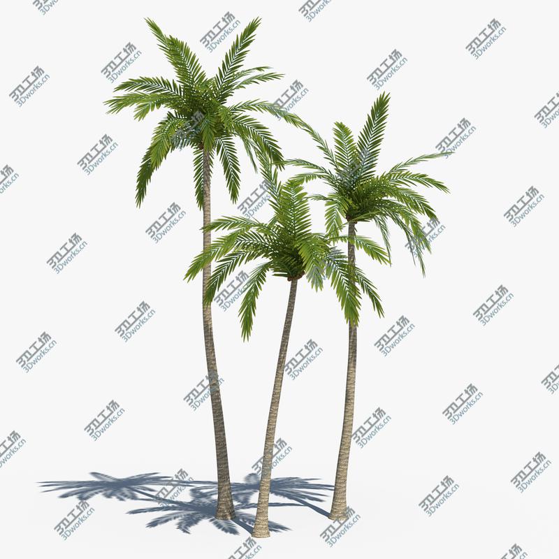 images/goods_img/202105072/Coconut Palms Set 01/1.jpg